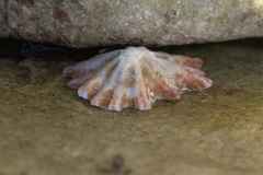 Scutellastra longicosta