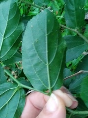 Celtis chichape