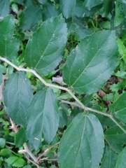 Celtis chichape