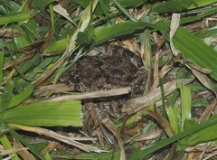 Fejervarya limnocharis