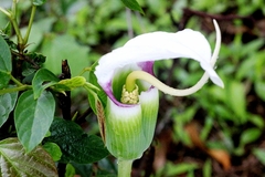 Arisaema murrayi