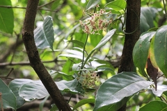 Vincetoxicum dalzellii