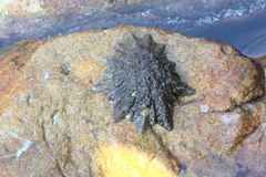 Scutellastra longicosta