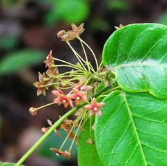 Vincetoxicum dalzellii