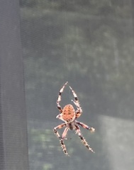 Neoscona crucifera