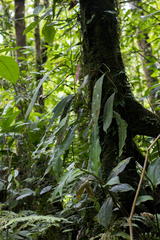 Anthurium longistipitatum