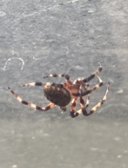 Neoscona crucifera