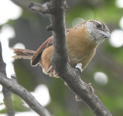 Thryothorus ludovicianus image