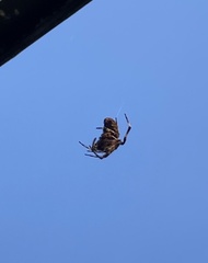 Neoscona crucifera