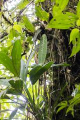 Anthurium longistipitatum