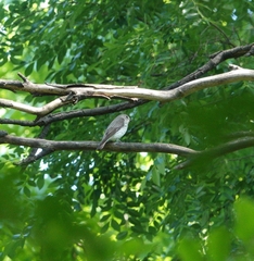 Muscicapa griseisticta