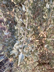 Atriplex lindleyi
