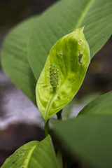 Spathiphyllum dressleri