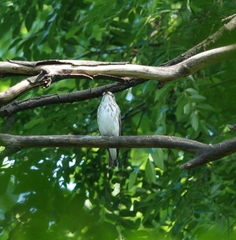 Muscicapa griseisticta
