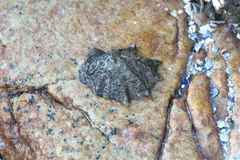 Scutellastra longicosta