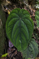 Anthurium dressleri