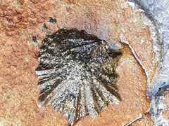 Scutellastra longicosta