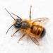 Red Mason Bee - Photo (c) juhas89, some rights reserved (CC BY-NC)