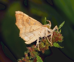 Egnasia mesotypa