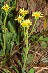 Jacobaea auricula