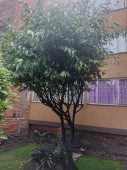 Prunus serotina