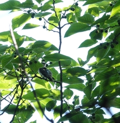 Pericrocotus cantonensis