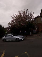 Siphonogorgia godeffroyi