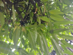 Prunus serotina