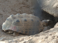 Gopherus flavomarginatus