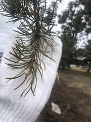 Pinus banksiana image
