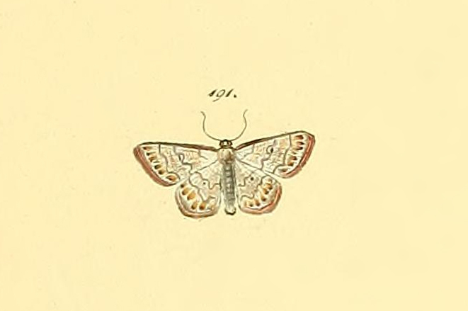 Idaea elegantaria