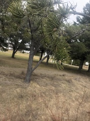 Pinus banksiana image