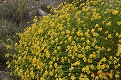 Genista umbellata