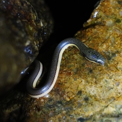 Opisthotropis lateralis