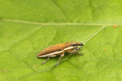 Lixus albomarginatus