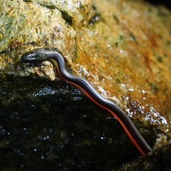 Opisthotropis lateralis