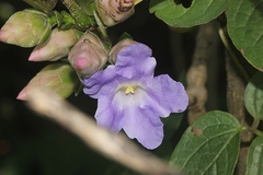 Strobilanthes callosa