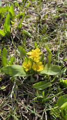 Ranunculus glaberrimus