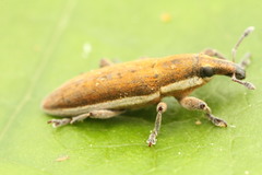Lixus albomarginatus