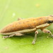 Lixus albomarginatus - Photo (c) Pierre-Henri Fabre, osa oikeuksista pidätetään (CC BY-NC), lähettänyt Pierre-Henri Fabre