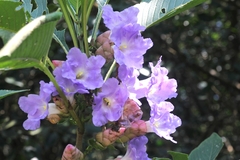 Strobilanthes callosa