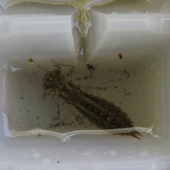 Aeshna grandis