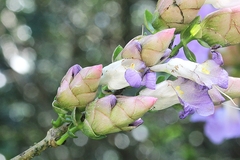 Strobilanthes callosa