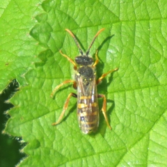 Nomada goodeniana