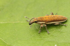 Lixus albomarginatus