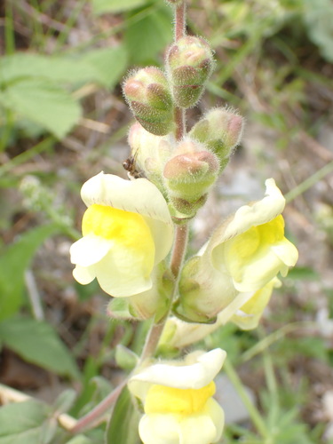 Antirrhinum latifolium (Antirrhinum latifolium)