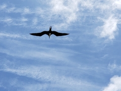 Fregata magnificens