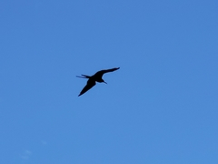 Fregata magnificens