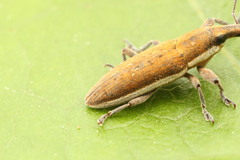 Lixus albomarginatus