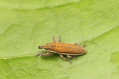 Lixus albomarginatus